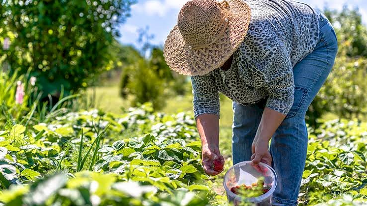 Feira de Inovação e Empreendedorismo Rural do Sertão Produtivo promove desenvolvimento e cultura em Caetité